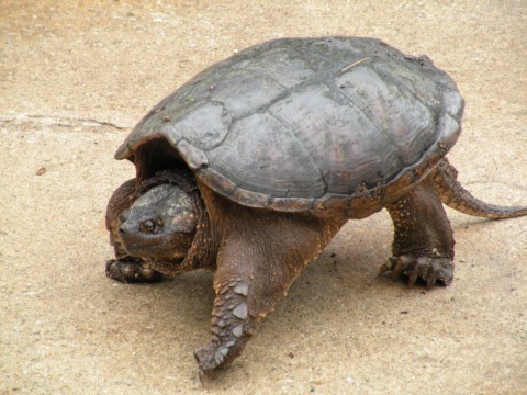 turtle sighting at a camp in michigan