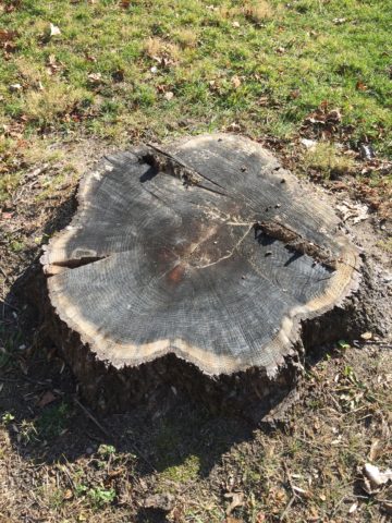A tree stump that has Oak Wilt disease and the wood has blackened.
