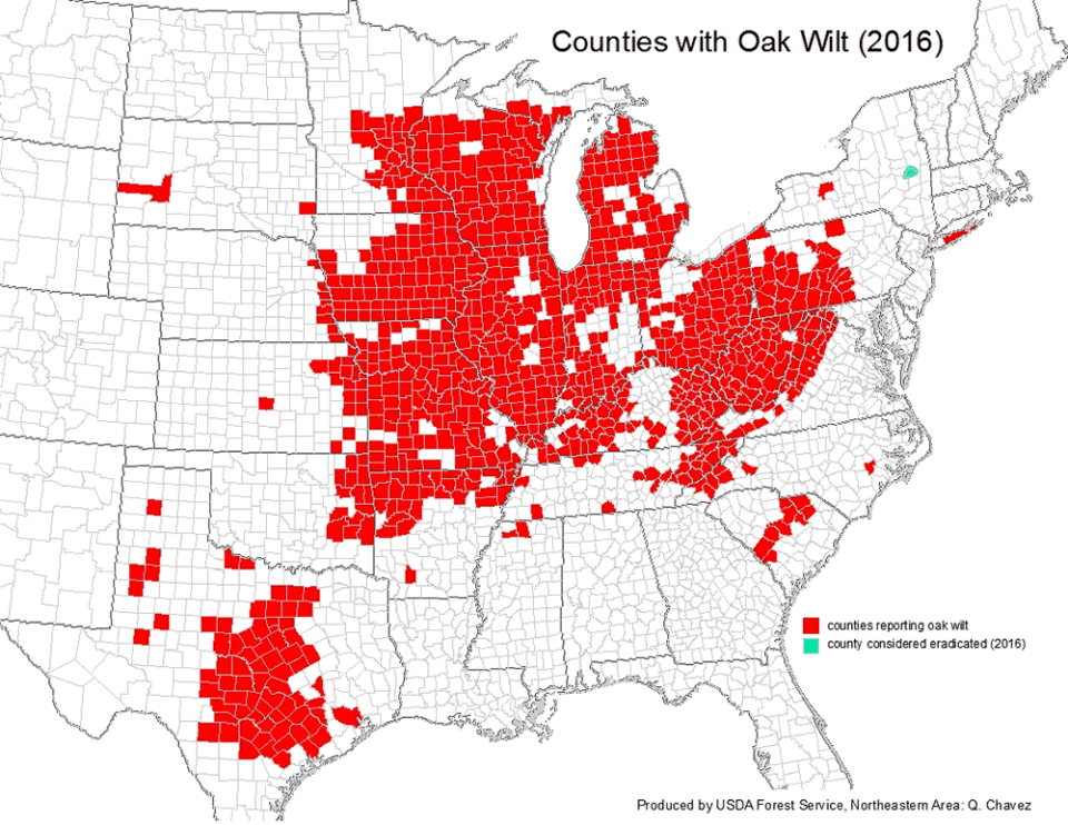 Oak Wilt A lethal tree disease you should know about Camp Friedenswald