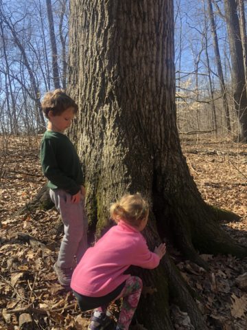 2 young children inspect a large tree
